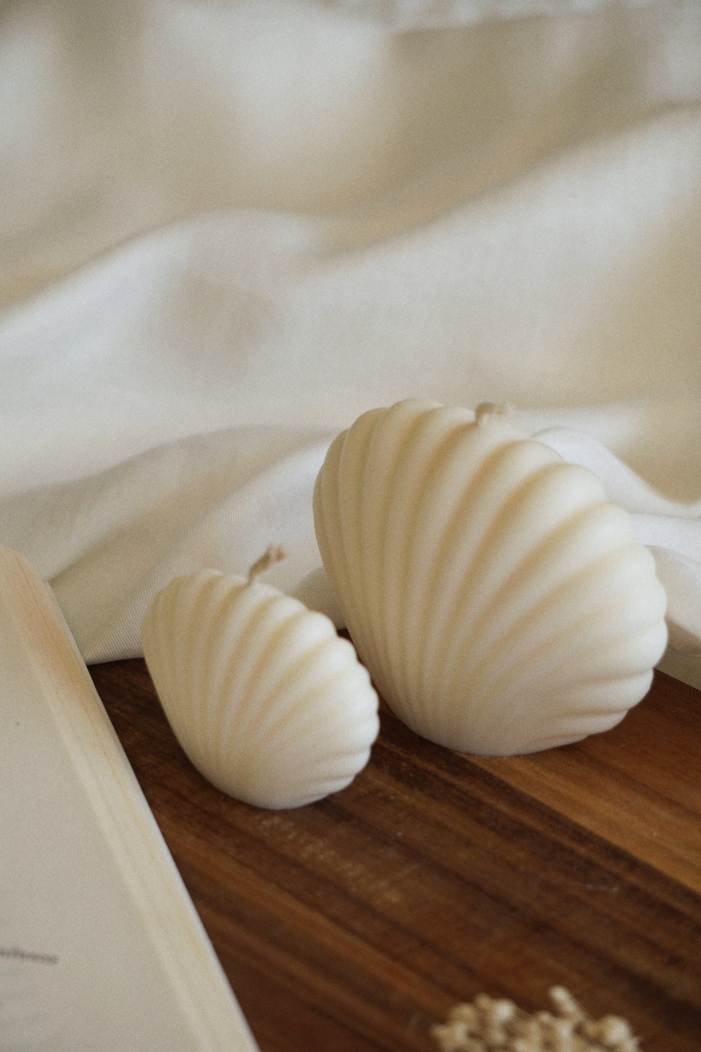 SEASHELL Vela