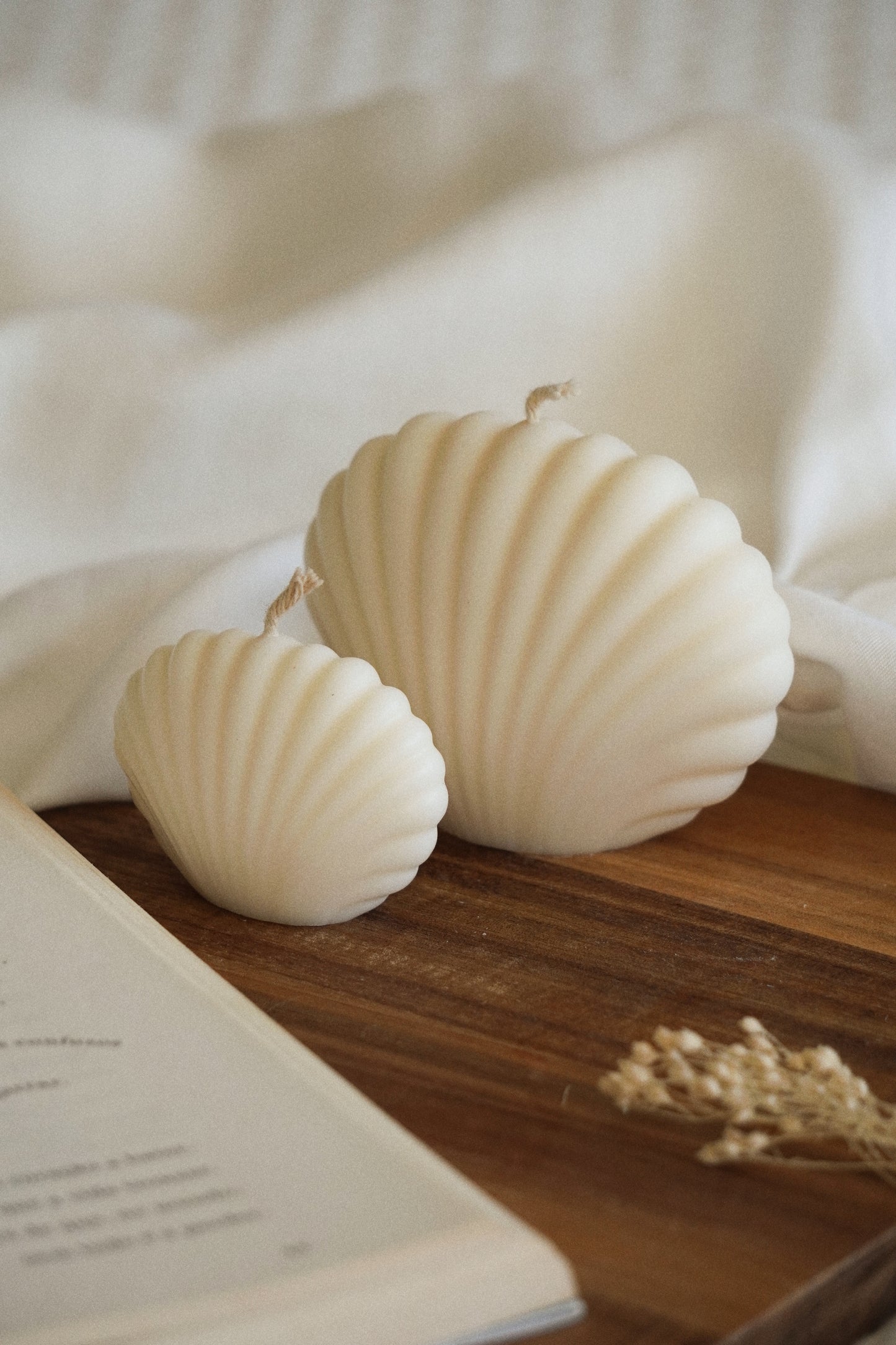 SEASHELL Vela